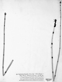 Equisetum hyemale image